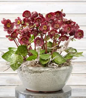 FrostKiss™ Vibey Velvet® Lenten Rose