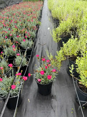 Frosty Fire Dianthus
