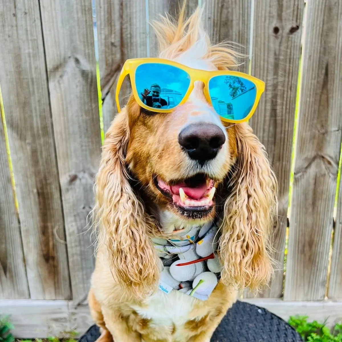 Golf Ball and Tee Dog Bandana