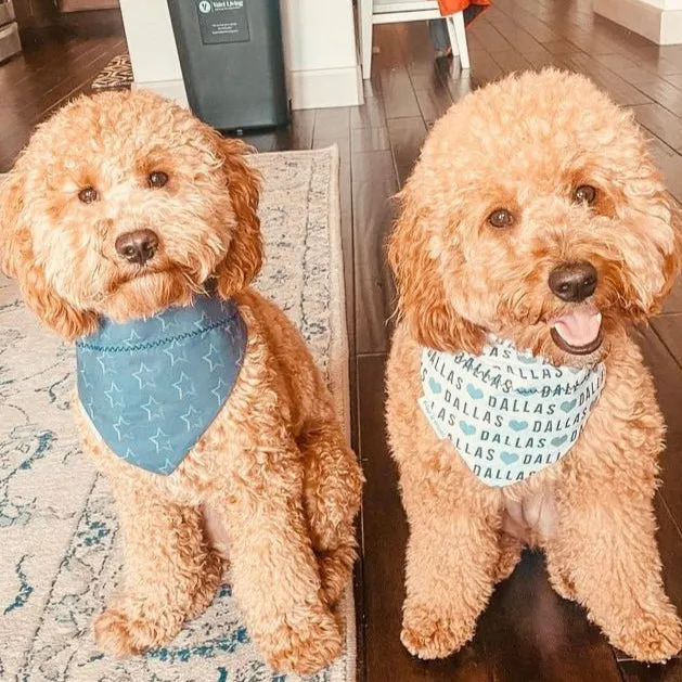 I love Dallas Dog Bandana - Inspired by Dallas Football Fans