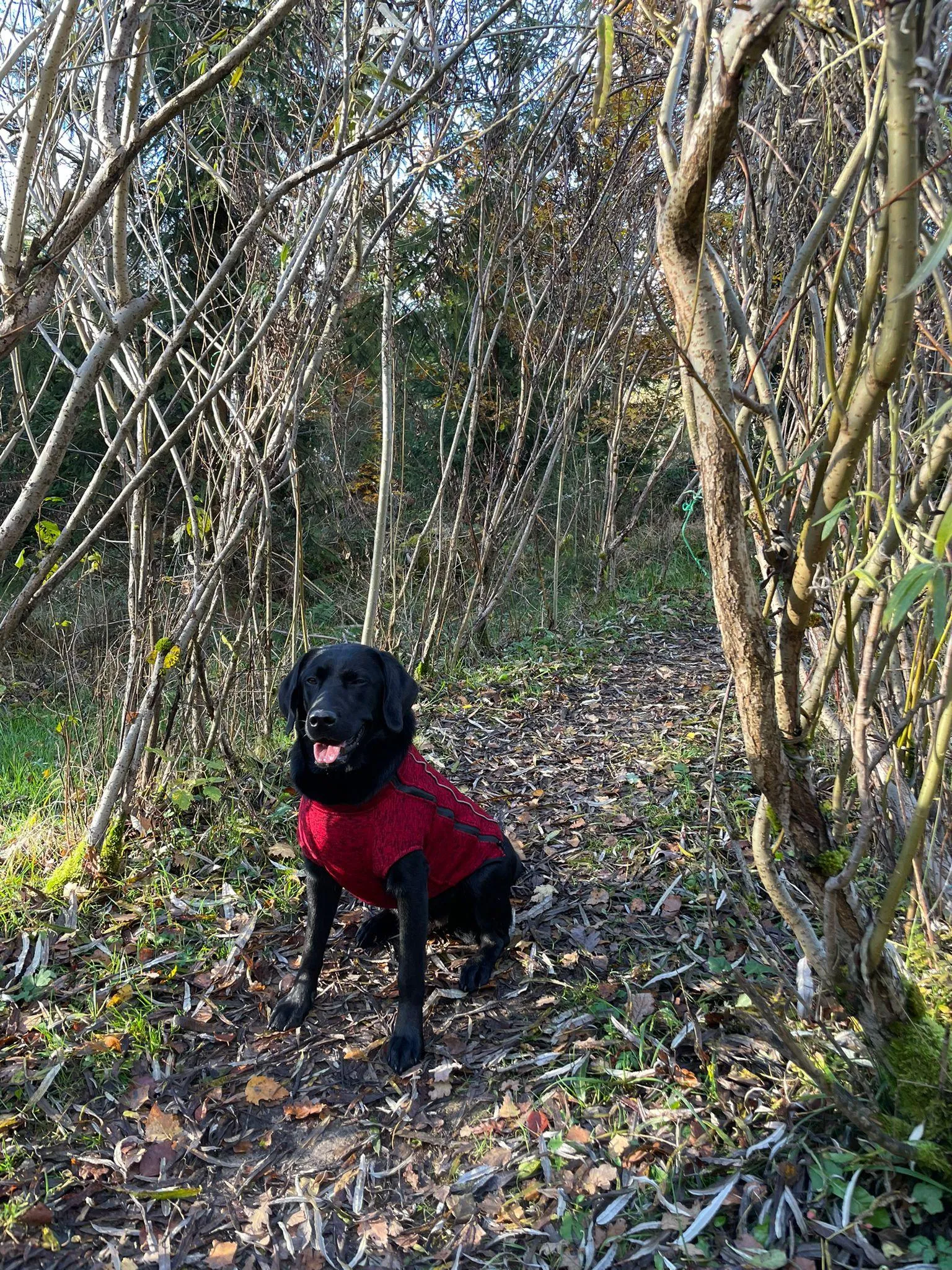 iEnergy OSC Dog Fleece