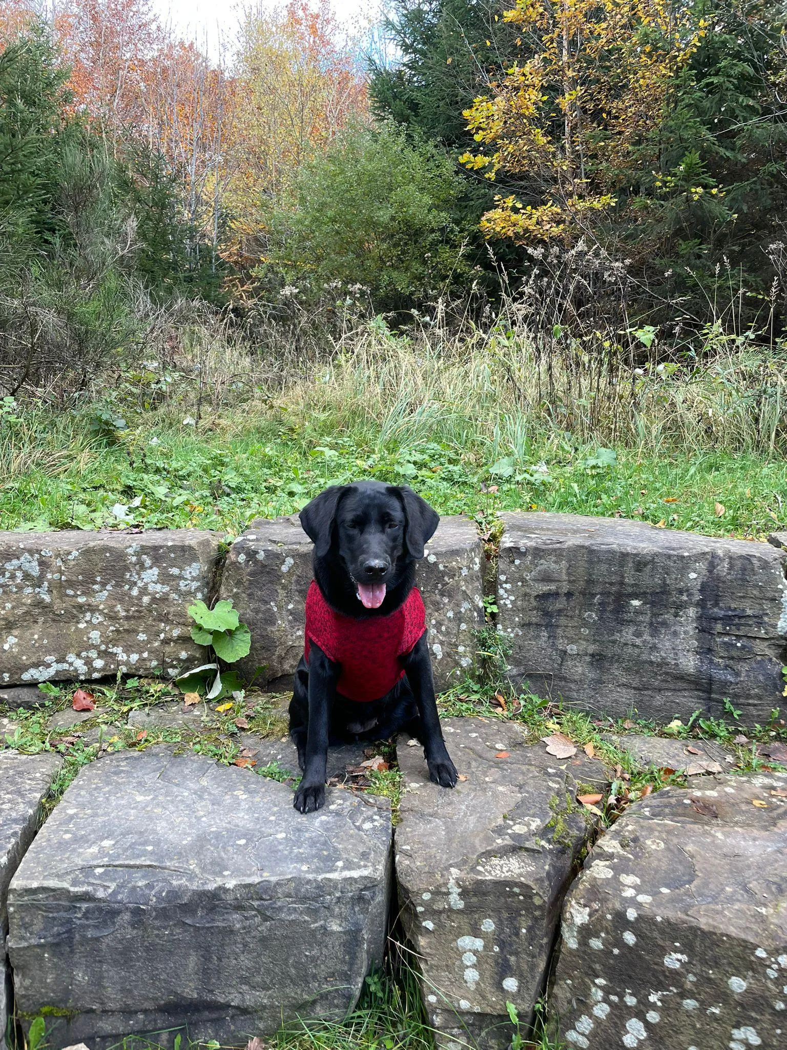 iEnergy OSC Dog Fleece