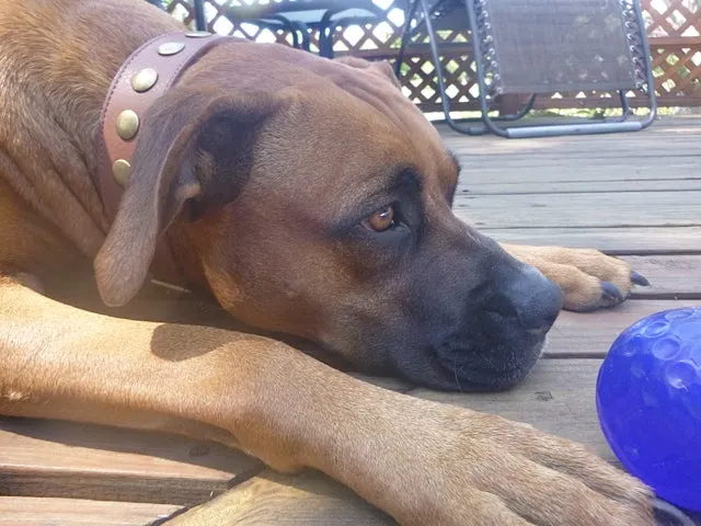 Kobe Wider Leather Dog Collar with Antique Brass Studs