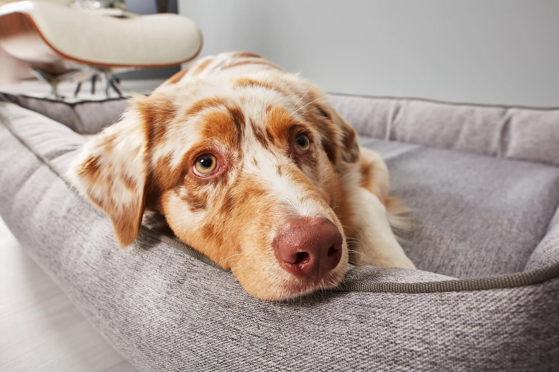 Laboni Orthopaedic Dog Bed Uno
