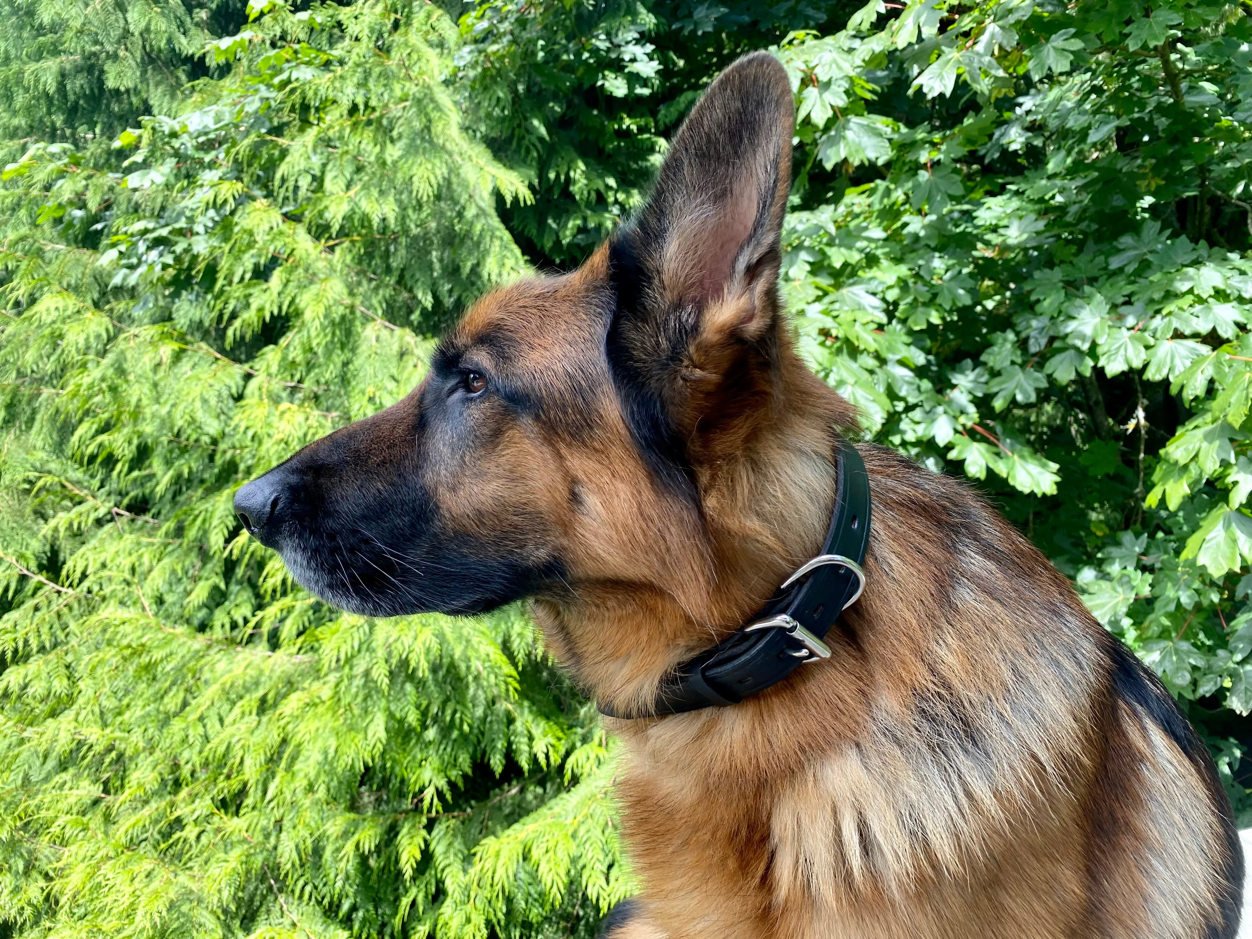 Leather Dog Collars