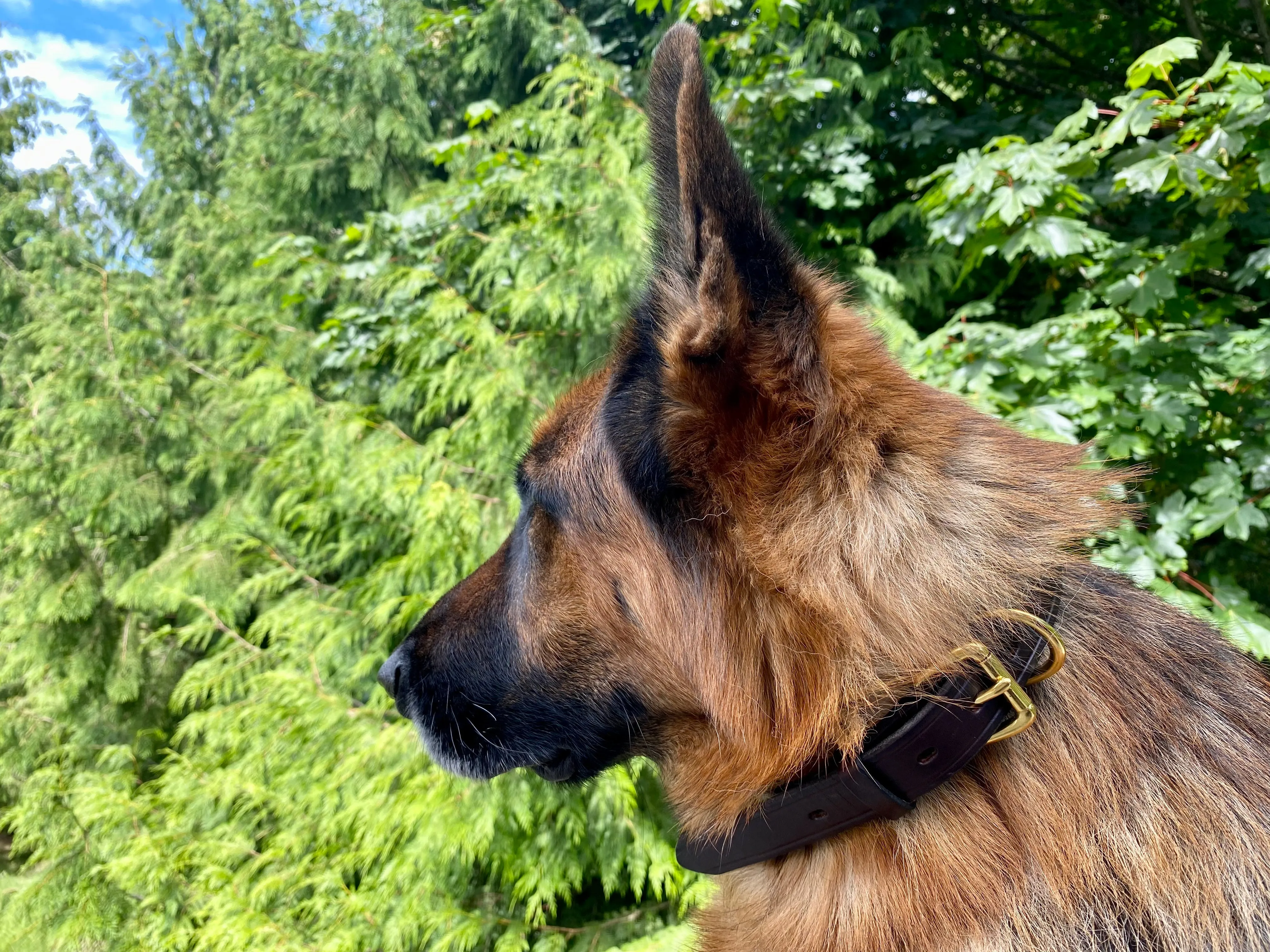 Leather Dog Collars