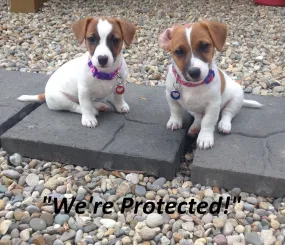 Owner Alert Lost Pet Recovery Services - Keep All Your Pets Safe Forever!